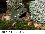 Лягушонок исполинского веслонога Rhacophorus dennysi во влажном террариуме сидит на коре пробкового дерева со мхом рядом с кочкой ягеля. Стоковое фото, фотограф Алиса Сокол / Фотобанк Лори