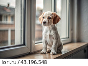 Leaving the animal alone at home. A sad little puppy looks out the window and waits for its owner. Стоковое AI-изображение, AI-художник Photojuli / Фотобанк Лори