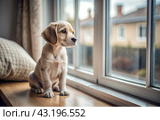 Leaving the animal alone at home. A sad little puppy looks out the window and waits for its owner. Стоковое AI-изображение, AI-художник Photojuli / Фотобанк Лори