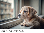 Leaving the animal alone at home. A sad little puppy looks out the window and waits for its owner. Стоковое AI-изображение, AI-художник Photojuli / Фотобанк Лори