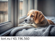 Leaving the animal alone at home. A sad little puppy looks out the window and waits for its owner. Стоковое AI-изображение, AI-художник Photojuli / Фотобанк Лори