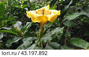 Тропическая лиана Соландра крупнейшая (лат. Solandra maxima). Бормла. Мальта (2023 год). Стоковое фото, фотограф lana1501 / Фотобанк Лори