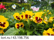 Viola tricolor. Pansy, Johnny Jump up, heartsease, heart ease, heart delight, tickle-my-fancy, Jack-jump-up-and-kiss-me, come-and-cuddle-me, three faces in a hood, love-in-idleness, pink of my john. Стоковое фото, фотограф Юлия Петровская / Фотобанк Лори