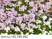 Arabis - an early spring flower, primrose. Стоковое фото, фотограф Володина Ольга / Фотобанк Лори