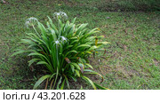 A beautiful tropical flower hymenocallis littoralis beach spider lily grows on a green lawn. A plant with long, lush leaves and white flowers. Delicately curved thin petals and stamens. Malaysia. Стоковое фото, фотограф Вера Ивановна Кубарева / Фотобанк Лори