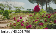 Bright pink roses dominates a garden under a clear sky. Lush flower bushes with vivid blooms in a structured outdoor setting. Стоковое видео, видеограф Ольга Сухарева / Фотобанк Лори
