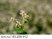 Buckwheat macro with white flowers. Fagopyrum esculentum. Стоковое фото, фотограф Ольга Сейфутдинова / Фотобанк Лори