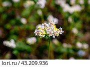 Buckwheat macro with white flowers. Fagopyrum esculentum. Стоковое фото, фотограф Ольга Сейфутдинова / Фотобанк Лори