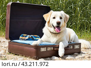 An intrepid pooch seated on an open luggage, embodying the essence of vacation wanderlust. Стоковое AI-изображение, AI-художник Анна Маркина / Фотобанк Лори