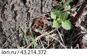 firebugs mating and walking backwards. Spring nature fire bug red insects macro. Стоковое видео, видеограф Леонид Еремейчук / Фотобанк Лори