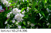 Terry Chubushnik is an ornamental shrub with white flowers. Philadelphus in the garden. Soft focus. Стоковое видео, видеограф Дмитрий Кобзев / Фотобанк Лори