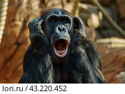 Shocked bonobo mimicking human expression. Стоковое AI-изображение, AI-художник Иван Рябоконь / Фотобанк Лори