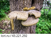 Гриб трутовик чешуйчатый (Polyporus squamosus, Полипорус чешуйчатый) на стволе дерева./ A scaly tinder mushroom Polyporus Squamosus fungus on a tree trunk. Стоковое фото, фотограф Iva Noel / Фотобанк Лори