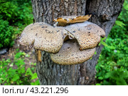 Гриб трутовик чешуйчатый (Polyporus squamosus, Полипорус чешуйчатый) на стволе дерева./ A scaly tinder mushroom Polyporus Squamosus fungus on a tree trunk. Стоковое фото, фотограф Iva Noel / Фотобанк Лори