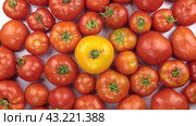 Разложите горкой красные и желтые помидоры. Вид сверху. Rotation a heap of red and yellow tomatoes. Стоковое видео, видеограф Александр Собко / Фотобанк Лори