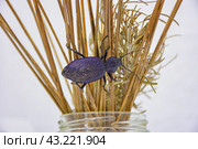 purple ground beetle closeup on grass, beetle on dry grass. Стоковое фото, фотограф Олег Спиридонов / Фотобанк Лори