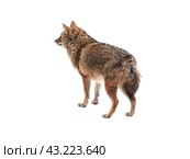 Red jackal stands isolated on a white background. Стоковое фото, фотограф Фотограф / Фотобанк Лори