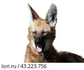 Red jackal stands isolated on a white background. Стоковое фото, фотограф Фотограф / Фотобанк Лори