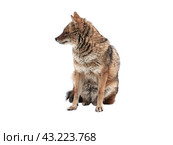Red jackal stands isolated on a white background. Стоковое фото, фотограф Фотограф / Фотобанк Лори
