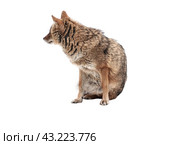 Red jackal stands isolated on a white background. Стоковое фото, фотограф Фотограф / Фотобанк Лори