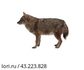 Red jackal stands isolated on a white background. Стоковое фото, фотограф Фотограф / Фотобанк Лори