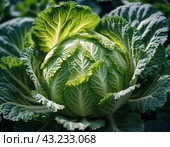 A detailed close-up of a fresh savoy cabbage shows the intricate patterns of its leaves, veined textures. Savoy cabbage Brassica oleracea L convar capitata var sabauda is vegetable crop. Generated AI. Стоковое AI-изображение, AI-художник Юлия Петровская / Фотобанк Лори