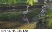 A large bird - white heron - is standing in the water. Стоковое видео, видеограф Константин Шишкин / Фотобанк Лори