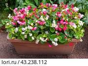 Colorful Begonia flowers grow in brown pot in the garden. Стоковое фото, фотограф EugeneSergeev / Фотобанк Лори
