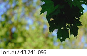 The maple leaves, eaten by caterpillars, sway in the wind. Стоковое видео, видеограф MК / Фотобанк Лори