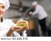 Handful of granulated hops in hands of female brewmaster. Стоковое фото, фотограф Яков Филимонов / Фотобанк Лори