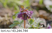 Южный Урал, цветущая хохлатка плотная (Corydalis solida) в лесу весной. Southern Urals, flowering fumewort (Corydalis solida) in the forest in spring. Стоковое видео, видеограф Евгений Романов / Фотобанк Лори