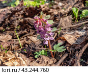 Южный Урал, цветущая хохлатка плотная (Corydalis solida) в лесу весной. Southern Urals, flowering fumewort (Corydalis solida) in the forest in spring. Стоковое фото, фотограф Евгений Романов / Фотобанк Лори