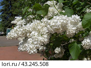 Цветущая сирень сорта "Флора (Flora)". Ботанический сад Московского университета. Солнечный день в конце мая. Сорт "Flora" выведен в Голландии в 1953 году. Стоковое фото, фотограф Сергей Рыбин / Фотобанк Лори
