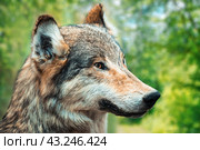 Portrait of summer wolf in green woods. Стоковое фото, фотограф Мара Фрибус / Фотобанк Лори