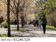 Люди гуляют в роще сакуры (2024 год). Редакционное фото, фотограф Андрей Иванов / Фотобанк Лори