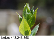 Not yet blossomed leaves on a lilac branch. Стоковое фото, фотограф Andrew_Swarga / Фотобанк Лори