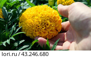 Man touches a blooming yellow marigold flower with his hand. Tagetes flower head. Growing flowers in the garden. Marigolds Antigua, Very large, double flowers. Стоковое видео, видеограф Дмитрий Кобзев / Фотобанк Лори