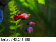 Aquarist, aqua fish. Poecilia,   Mollienesia is a genus of fish of the family of viviparous fishtooths (Peciliaceae), Platy Xiphophorus Maculatus widespread among aquarists around the world. Стоковое фото, фотограф Evgenii Predibailo / Фотобанк Лори