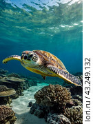 Green sea Turtle (Testudines) mammal swimming in tropical underwaters. Turtles in underwater wild animal world. Observation of wildlife ocean. Scuba diving adventure in Ecuador coast. Copy text space. Стоковое AI-изображение, AI-художник Aleksandr Golubev / Фотобанк Лори