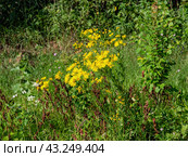 Южный Урал, цветущая якобея обыкновенная (Jacobaea vulgaris) на лужайке летом. Southern Urals, blooming Jacobaea vulgaris (Jacobaea vulgaris) on the lawn in summer. Стоковое фото, фотограф Евгений Романов / Фотобанк Лори