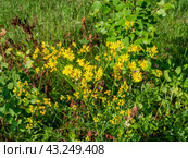 Южный Урал, цветущая якобея обыкновенная (Jacobaea vulgaris) на лужайке летом. Southern Urals, blooming Jacobaea vulgaris (Jacobaea vulgaris) on the lawn in summer. Стоковое фото, фотограф Евгений Романов / Фотобанк Лори