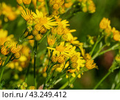 Южный Урал, цветущая якобея обыкновенная (Jacobaea vulgaris) на лужайке летом. Southern Urals, blooming Jacobaea vulgaris (Jacobaea vulgaris) on the lawn in summer. Стоковое фото, фотограф Евгений Романов / Фотобанк Лори
