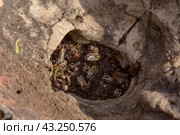 Wild bees (Apis mellifera) made a nest in a stone close-up. Стоковое фото, фотограф Татьяна Ляпи / Фотобанк Лори