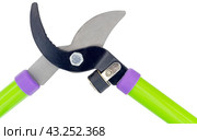 Садовый секатор на белом фоне. Gardening secateurs for cutting branches isolated on white. Стоковое фото, фотограф Татьяна Д / Фотобанк Лори