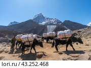 Яки несут груз в Непале на фоне горы Ама-Даблам (2024 год). Стоковое фото, фотограф Марина Малыгина / Фотобанк Лори