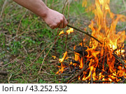 Костер в лесу.Изображение руки человека, который ворошит угли в костре./ Fire in the woods.The image of the hand of a man who agitates the coals in the fire. Стоковое фото, фотограф Наталья Баранова / Фотобанк Лори