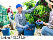 Hardworking farmers pluck cherries from the trees. Стоковое фото, фотограф Яков Филимонов / Фотобанк Лори