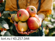 Свежесобранные яблоки в ладонях девушки, сорт Honey Crisp. Стоковое AI-изображение, AI-художник Щеголева Ольга / Фотобанк Лори