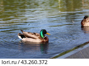 Утка на воде (2024 год). Редакционное фото, фотограф Вероника Павлова / Фотобанк Лори