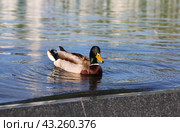 Утка на воде (2024 год). Редакционное фото, фотограф Вероника Павлова / Фотобанк Лори